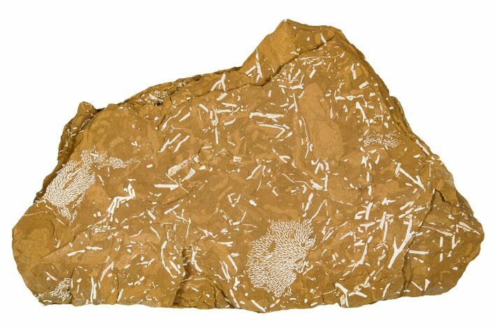 Ordovician Kukersite Oil Shale with Bryozoan Fossils - Russia #369549